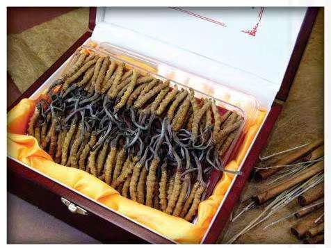 鹤岗冬虫夏草回收